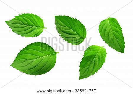 Fresh Greent Leaves Isolated On The White Background. Mint, Peppermint Close-up.