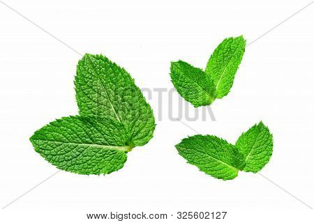 Fresh Greent Leaves Isolated On The White Background. Mint, Peppermint Close-up.