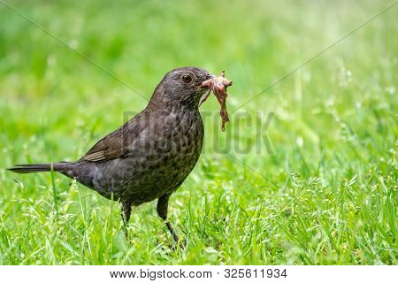 A Female Blackbird Collects Worms On A Green Lawn. Female Blackbird, Turdus Merula. Bird With Beak F