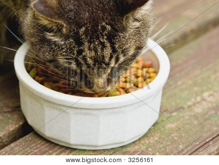 Cat Eating