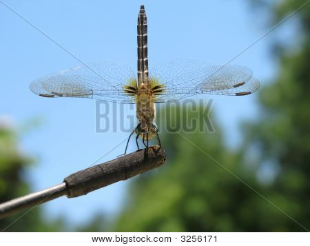 Libellula da sotto