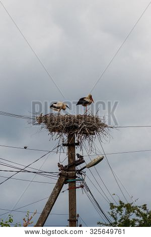 Pair Of White Storks (ciconia Ciconia) In The Nest On The Pole
