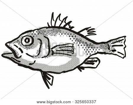 Retro Cartoon Style Drawing Of A Spinycheek Seabass , A Native Australian Marine Life Species Viewed