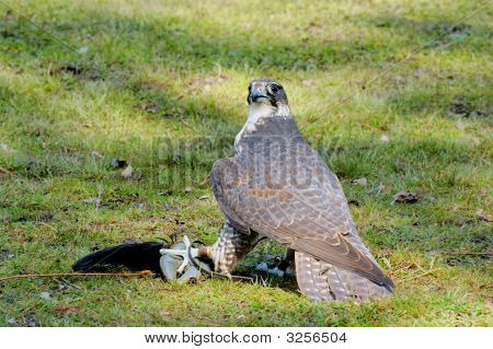 Falcão-Sacre com sua rapina Artificial