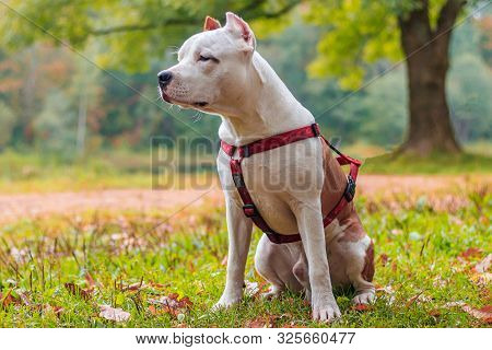 Amstaff Dog On A Walk In The Park. Big Dog. Bright Dog. Light Color. Home Pet.