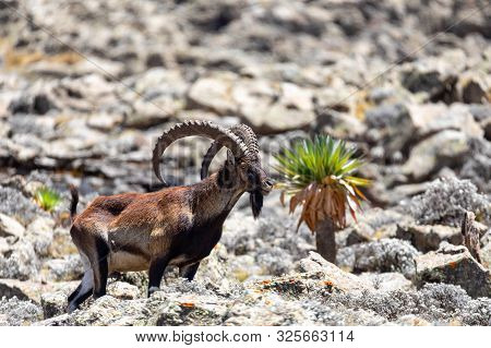 Rare Endemic Walia Ibex, Capra Walia, Only About 500 Individuals Survived In Simien Mountains In Nor