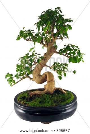 Bonsai