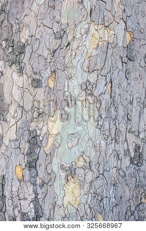 Texture. Cinar Tree Bark. Layering Of The Cortex. Pattern For Screensaver. Sycamore Trunk Close Up V