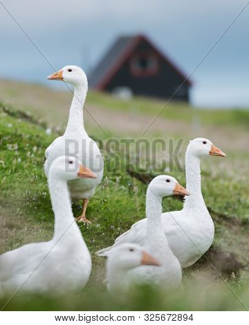White domestic geese on green grass pasture near tradicional faroese black house. Faroe islands, Denmark