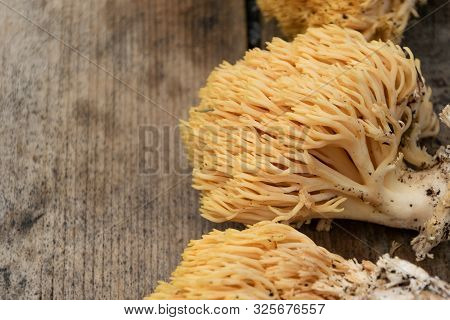 Ramaria Flava Mushrooms, Edible And Picked In Europe, Though They Are Easily Confused With Several M