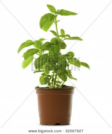 basilikum og pot