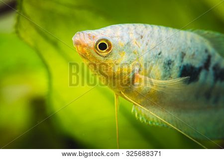 Opaline Gourami Trichopodus Trichopterus Tropical Aquarium Fish In Fish Tank
