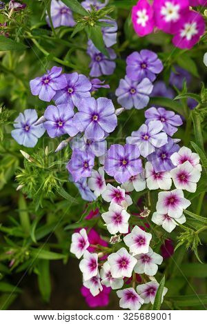 Varicoloured Flowers Of Phlox Paniculata, Garden Phlox Flower. Phlox In The Garden