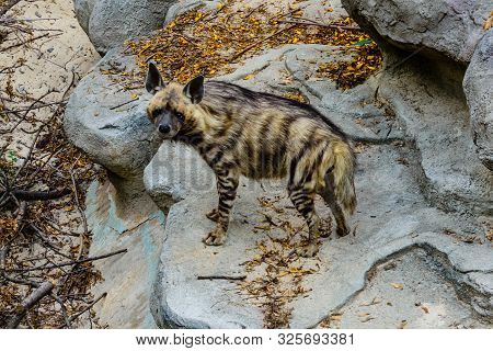 Striped Hyena (hyaena Hyaena) On A Stone