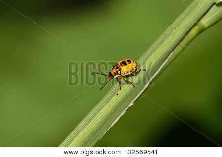 Stinkbug