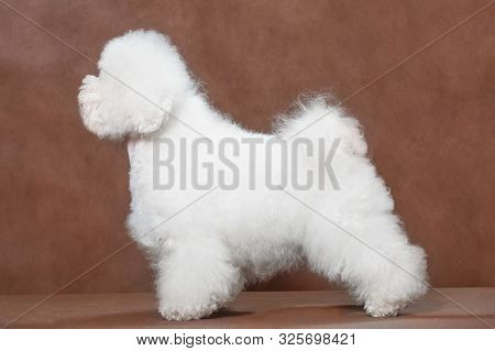 A Bichon Frize Dog Stands In A Rack In The Studio At A Photo Shoot On A Brown Background