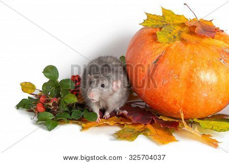 Cute Rat Dumbo On A White Isolated Background. Branches Of Mountain Ash, Rose Hips, Pumpkin And Colo