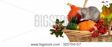 Banner. Cute Rat Dumbo With Vegetables On A White Isolated Background. Branches Of Mountain Ash, Ros