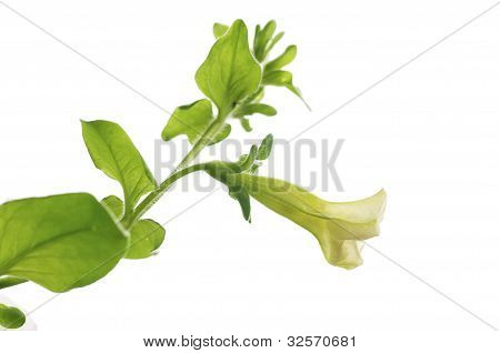 flor Petunia pendula