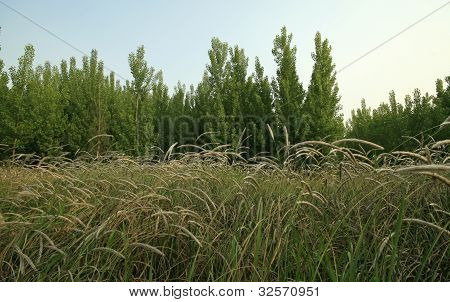 Imperata