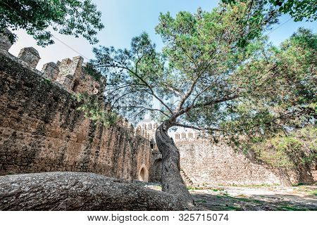 Big Tree Growing Inside A Ruined Castle