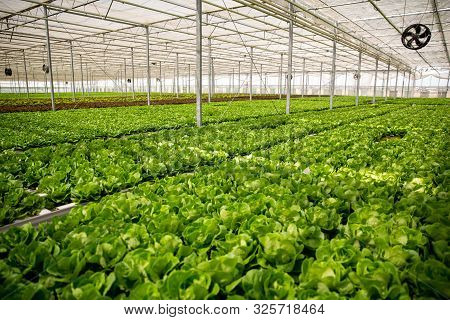Greenhouse With Modern Technology For Growing Ogranic Green Salad