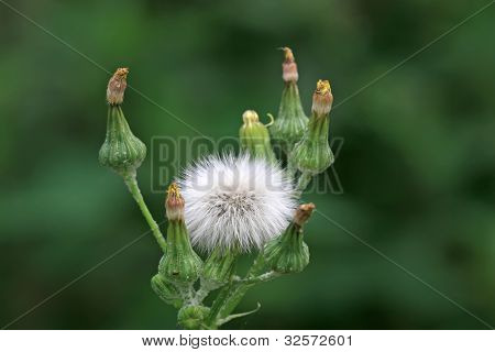 Ixeris 나무