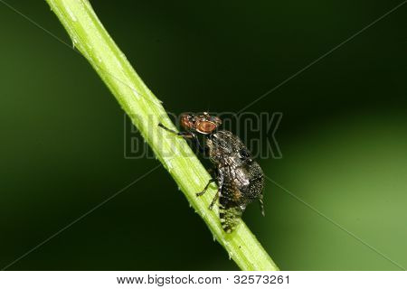 Flyve insekter
