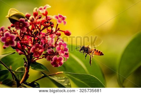 Close Up Of Bee On Red Flower, Macro Photography .