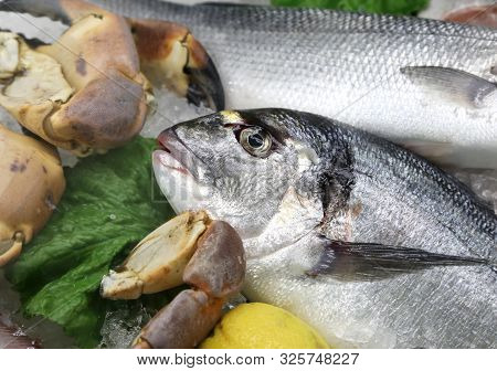 Fresh Sea Bream Also Called Orata In Italian Language