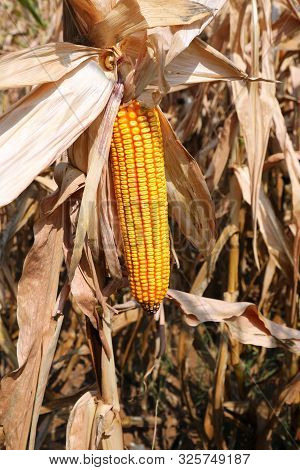Corn Cob Also Called Panicle Maize With Yellow Seeds And Dried Leaves In Later Summer