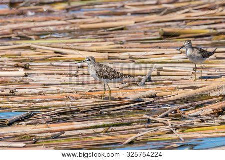 Sandpiper, Wood Sandpiper (tringa Glareola) Wader Bird Sandpiper
