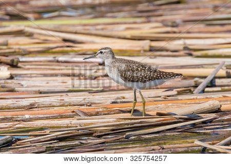 Sandpiper, Wood Sandpiper (tringa Glareola) Wader Bird Sandpiper