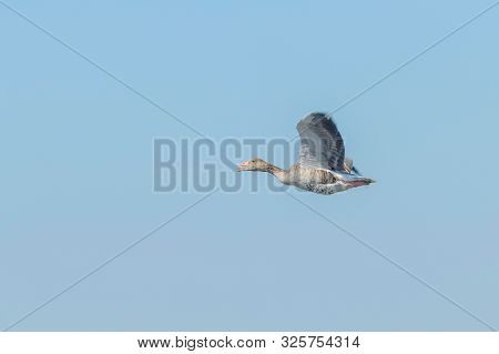 Greylag Goose Flight (anser Anser) Wildlife Greylag Goose