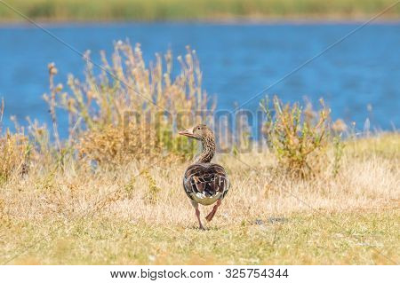 Greylag Goose (anser Anser) wildlife Greylag Goose