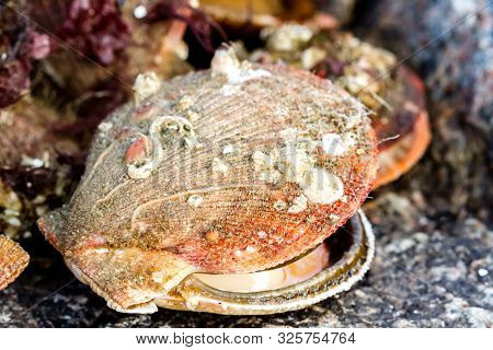Alive And Fresh Icelandic Scallops (chlamys Islandica) On The Coast Of Barents Sea, Arctic Ocean