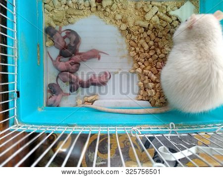 A Small White Mouse Sits With Its Newborn Mice In A Green Cage In A Petting Zoo.