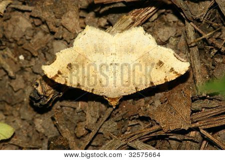 Inchworm