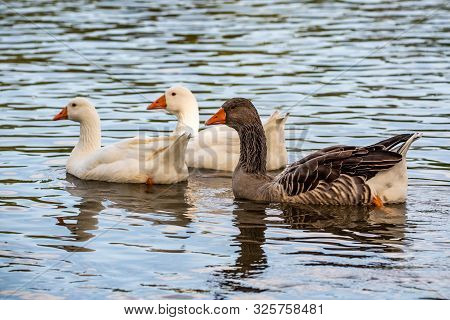 Three Gooses Swiming On River, Looking For Somesing To Eat.