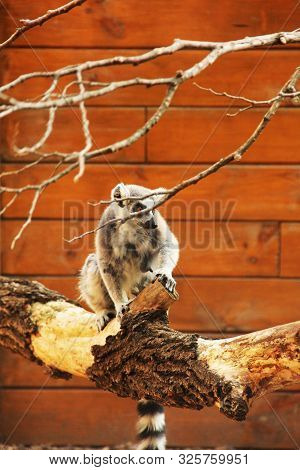 Lemuriformes. Lemur Sits On A Tree Branch