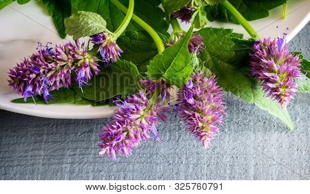 Lofant Lophanthus Anisatus Is A Medicinal Plant With Bio-stimulating Effect