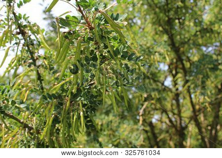 Bladder Senna In The Garden In The Summer