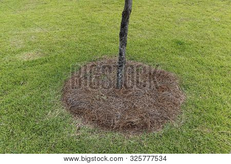 Natural Pine Tree Needles Hay Surround The Bottom Of Tree As Mulch To Retain Moisture. In A Green Gr