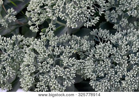 Lot Of Blooming Hylotelephium Telephium White Flowers With Green Leaves And Stems