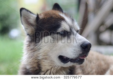 Arctic Malamute With Blue Eyes Muzzle Portrait Close Up. This Is A Fairly Large Dog Native Type