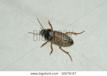 Carabidae