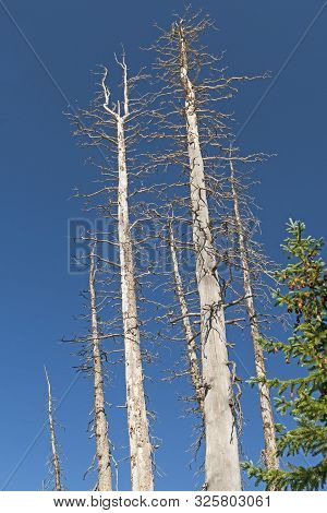 Dead Spruce Trees Against A Blue Sky In Cedar Breaks National Monument In Utah