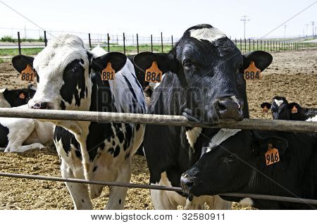 Cows At Feedlot Await Thier Fate