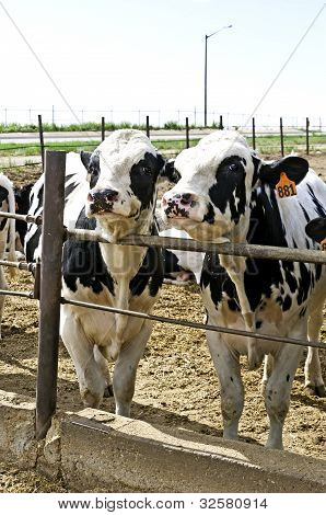 Two Young Steers In A Colorado Feedlot Pen.