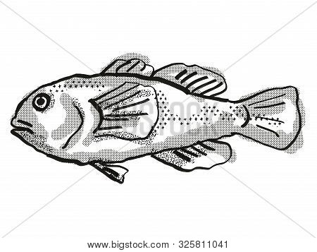 Retro Cartoon Style Drawing Of A Plain Coralgoby  , A Native Australian Marine Life Species Viewed F